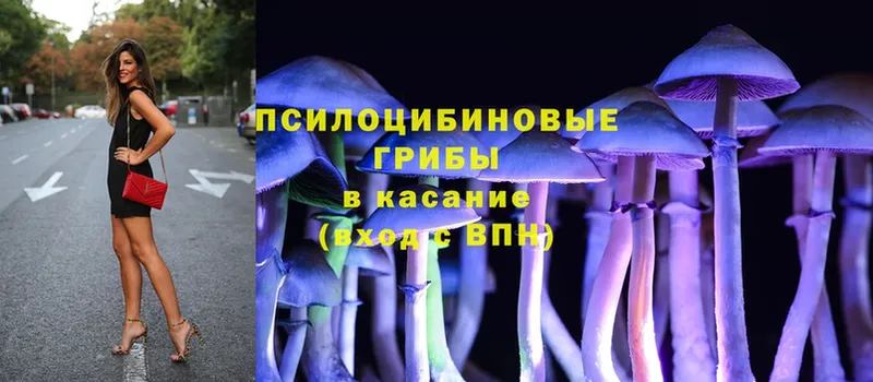 Галлюциногенные грибы Psilocybine cubensis  Болохово 